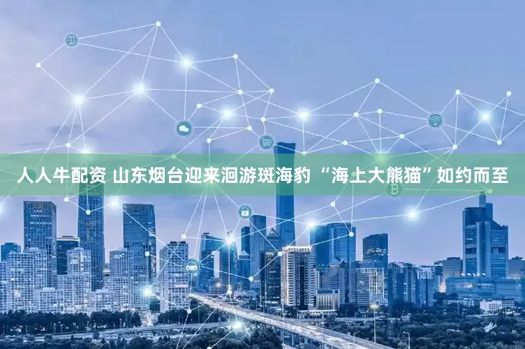 人人牛配资 山东烟台迎来洄游斑海豹 “海上大熊猫”如约而至